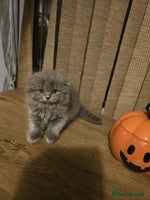 British Shorthair cats - Advert 9