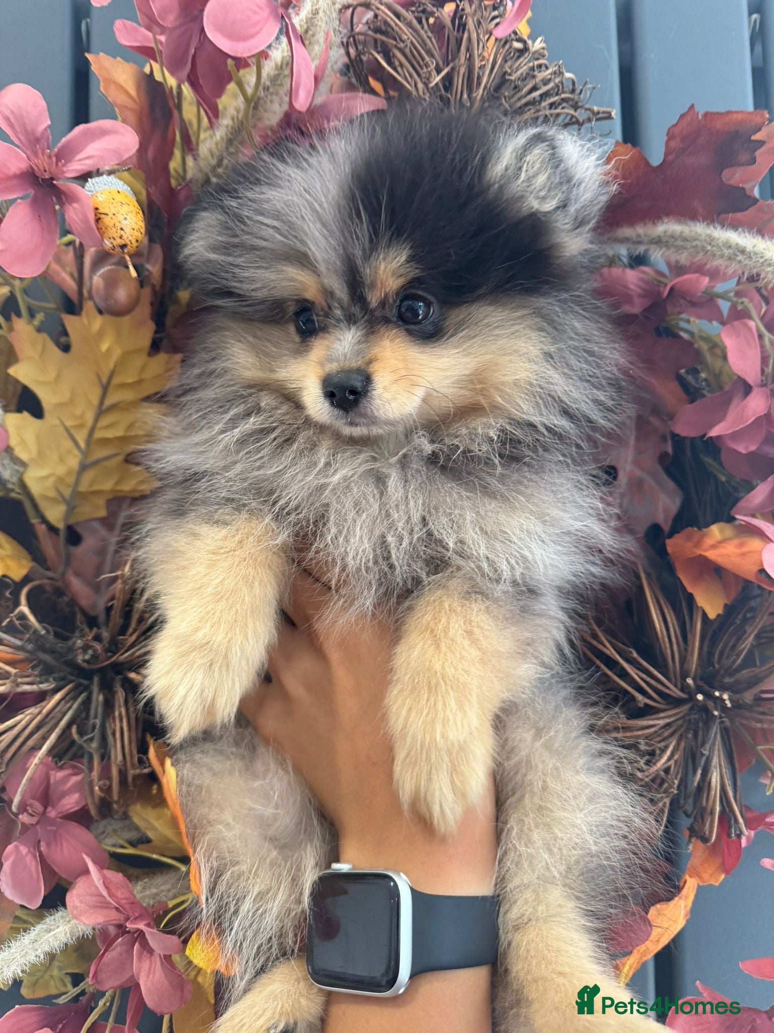 Pomeranian dogs REDUCED!! Champion bloodlines KC  Pomeranians - Advert 1