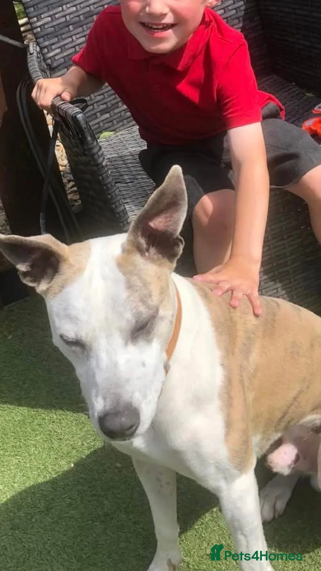 Mixed Breed dogs for sale: Whippet Cross Looking For Forever Home - Advert 3