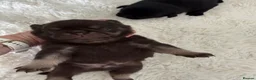 Pug dogs for sale: Kc chocolate and tan pug puppies  - Advert 30