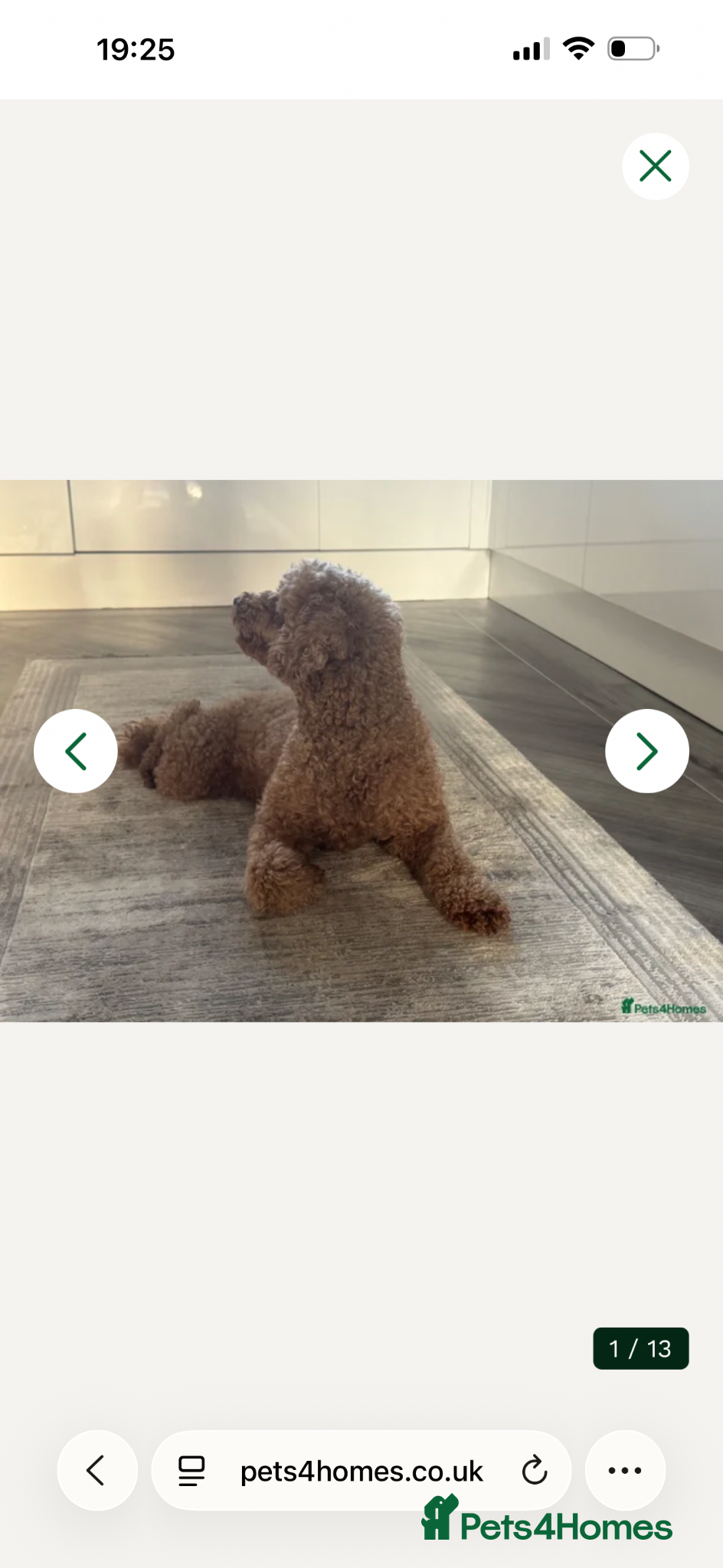 Toy Poodle dogs Toy puddle  - Advert 1