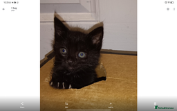 Mixed Breed cats for sale: Beautiful smiley kittens  - Image 17