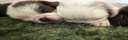 Pug dogs for sale: Kc lilac and choc pugs - 5 star licenced breeder - Advert 4