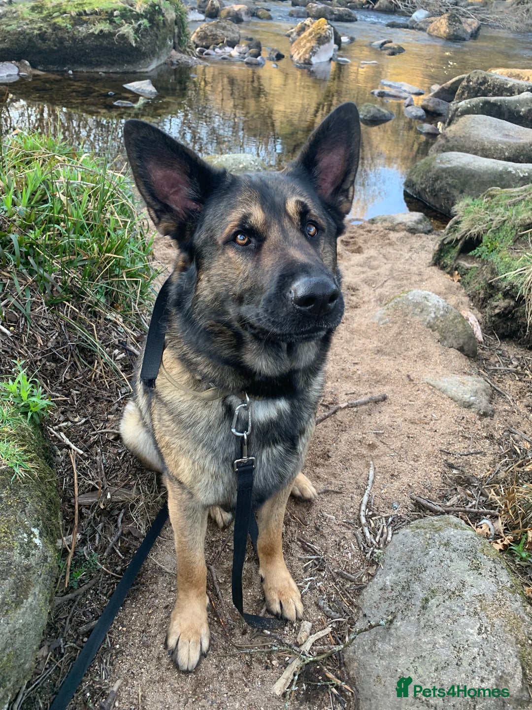 German Shepherd Dog Trainers Near Me That Come To Your Home Dog