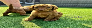 Cockapoo Puppy 6