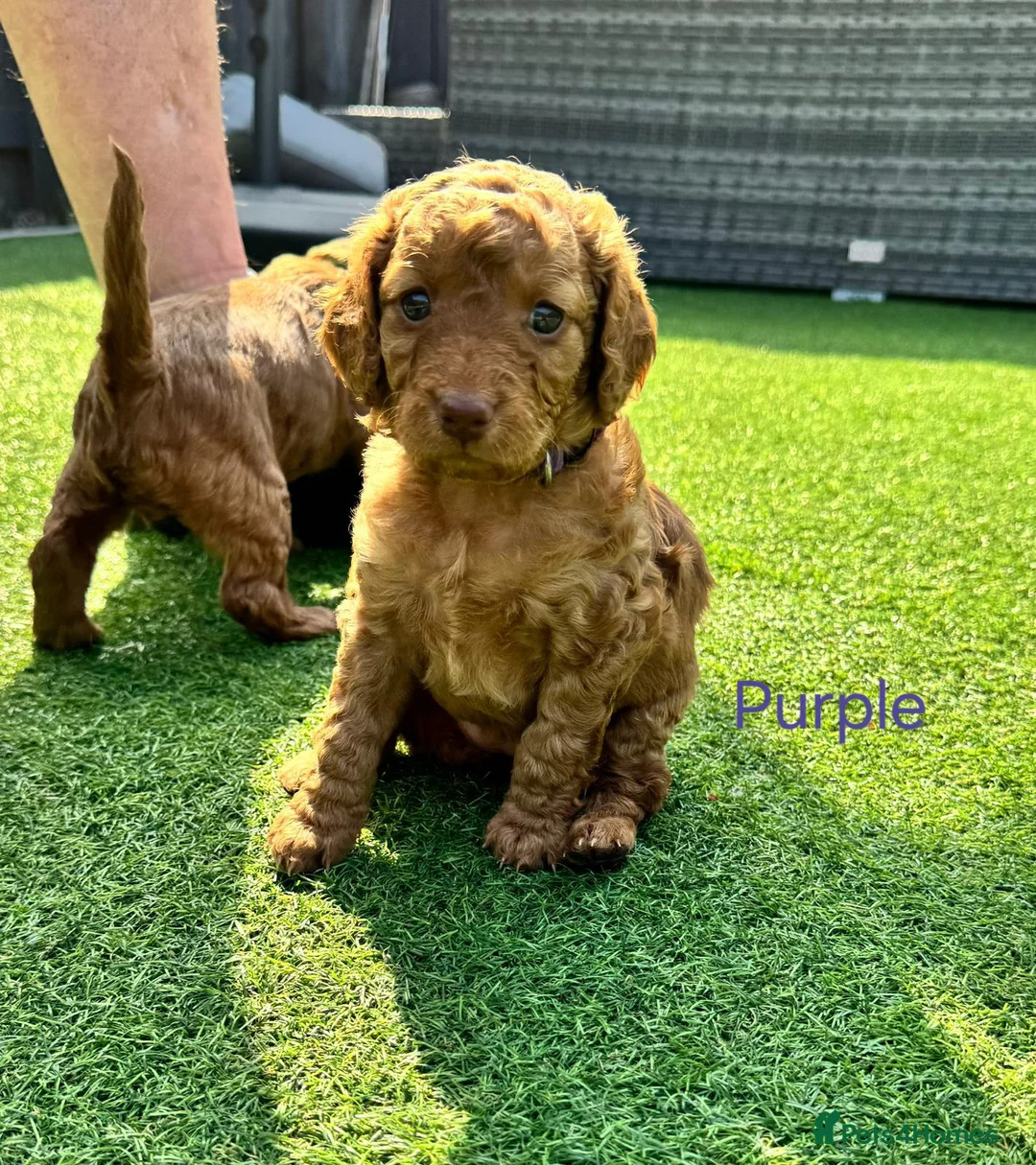 Cockapoo dogs for sale: Beautiful cockapoo puppies - Advert 2
