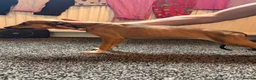 Lurcher dogs for sale: Lurcher pups  in Burnley - Advert 8