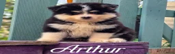 Pomsky dogs for sale: Fully Vaccinated! Ready Now - F3 Pomsky Puppies - Advert 14