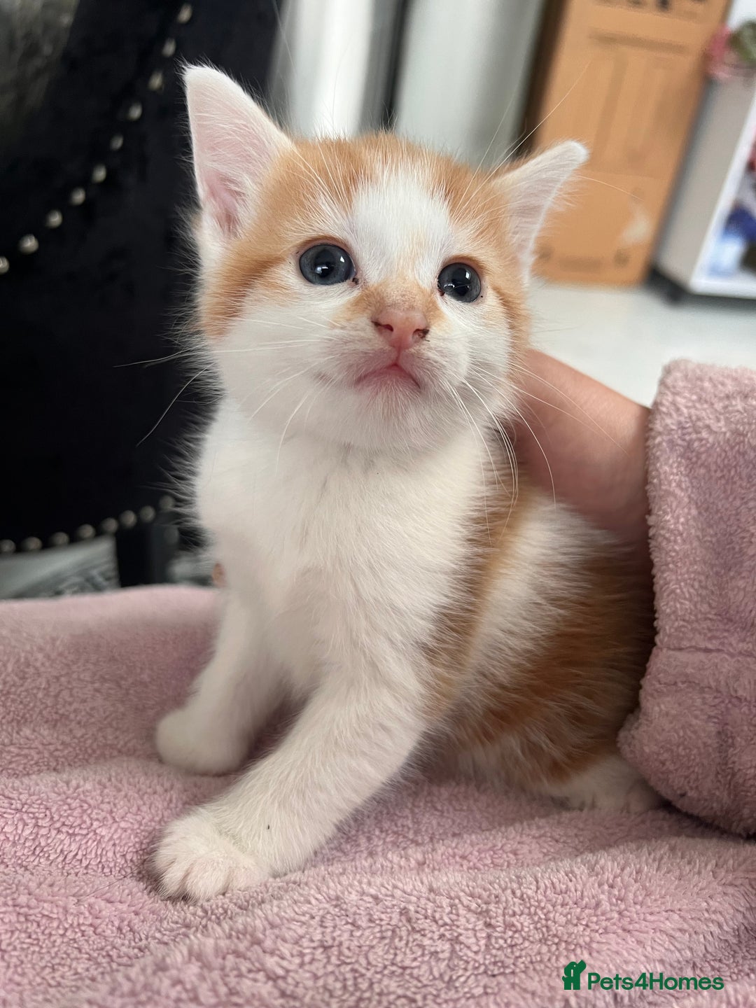 European cats for sale: Kittens available now taby ginger - Advert 11