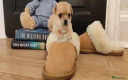 Chihuahua dogs for sale: Two Beautiful Female Chihuahua Puppies - Image 11