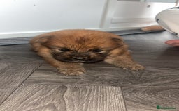 Chow Chow dogs for sale: 3 Stunning chow chow for sale  - Image 14