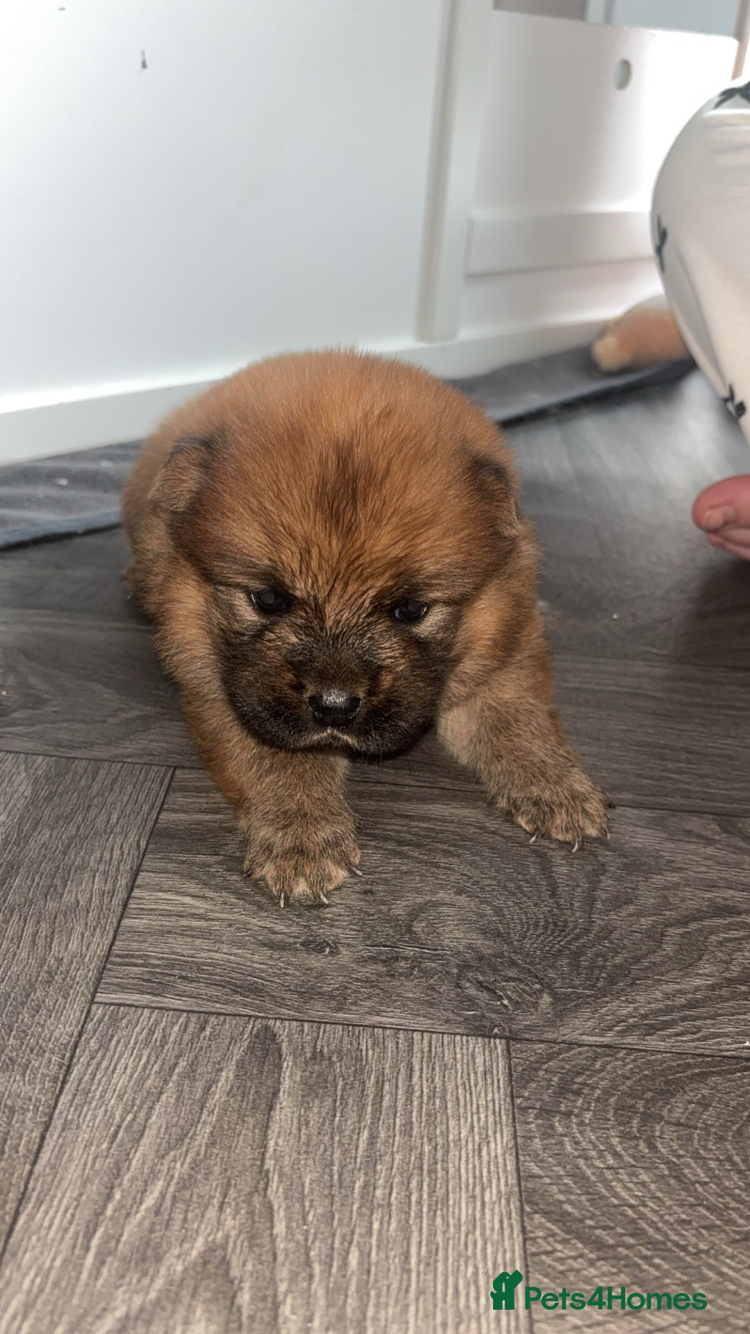 Chow Chow dogs for sale: 3 Stunning chow chow for sale  - Image 14