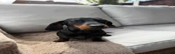 Miniature Dachshund dogs for sale: Beautiful Miniature Dachshund Puppies for sale in Nottingham - Advert 3