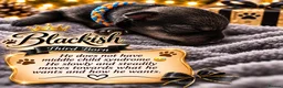 Miniature Schnauzer dogs for sale: Magic comes with four little paws!  in Northampton - Advert 14