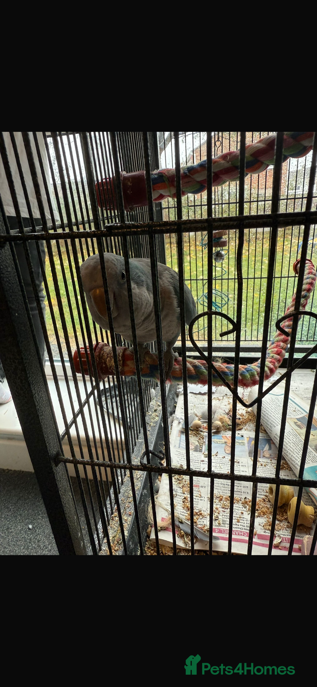 Parrots birds for sale: Male Quaker parrot  - Image 2