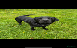 Labrador Retriever dogs for stud: FOR STUD. HANDSOME PROVEN LABRADOR  - Image 4