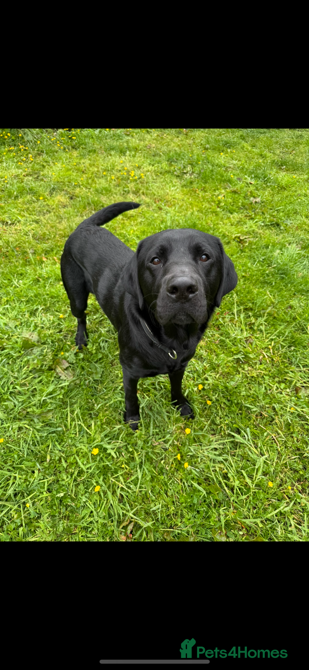 Labrador Retriever dogs for stud: FOR STUD. HANDSOME PROVEN LABRADOR  - Image 4