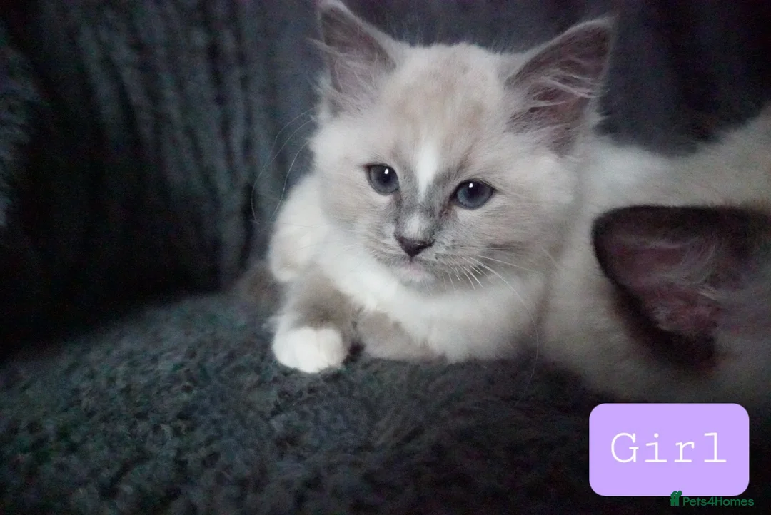 Ragdoll cats for sale: Six Ragdoll Kittens - Advert 6