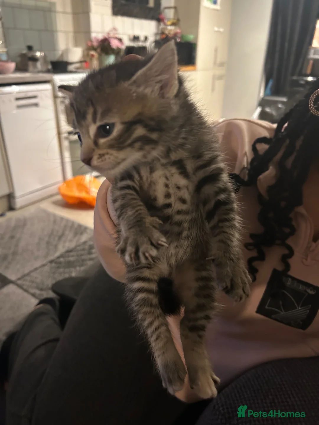 American Shorthair cats for sale: 7 week old female half British shorthair  - Advert 6