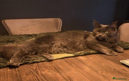 Maine Coon cats for sale: GCCF Maine Coon kittens  - Advert 2