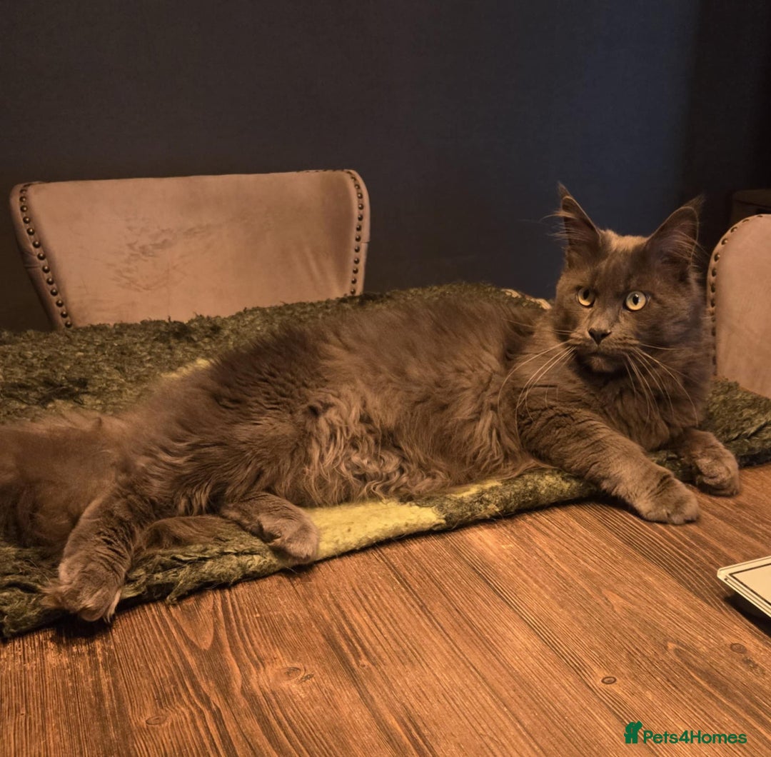 Maine Coon cats for sale: GCCF Maine Coon kittens  - Advert 2