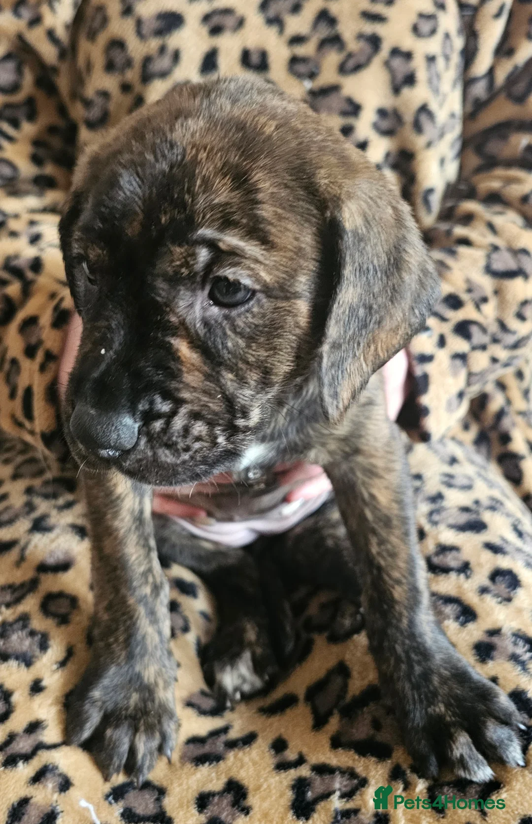 Mixed Breed dogs for sale: Bullmastiff cross puppies - Advert 2
