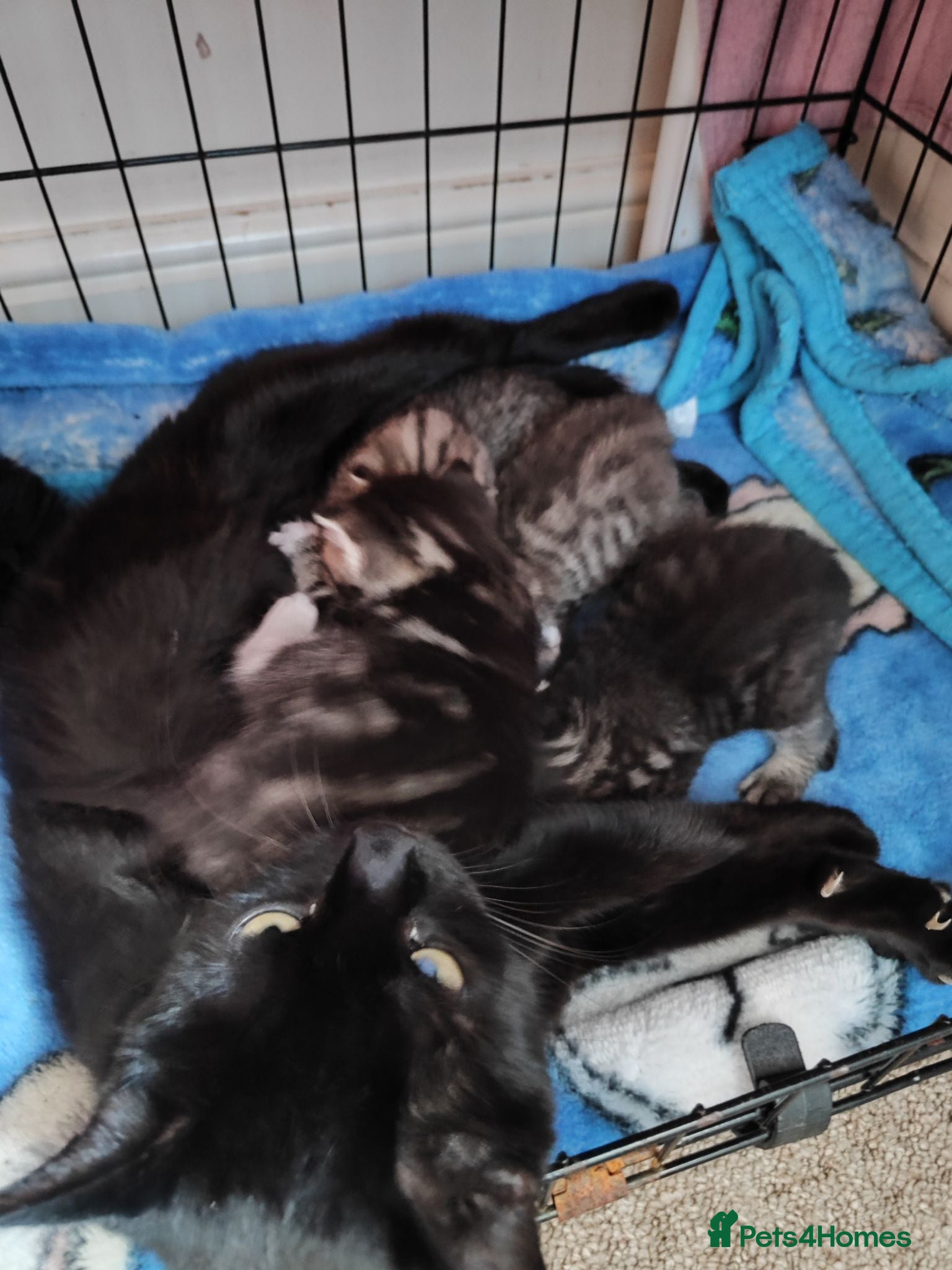 Mixed Breed cats Unique Tabby kittens   looking for a forever home  - Advert 2
