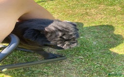Pug dogs for sale: Male pug 4 years old - Image 3