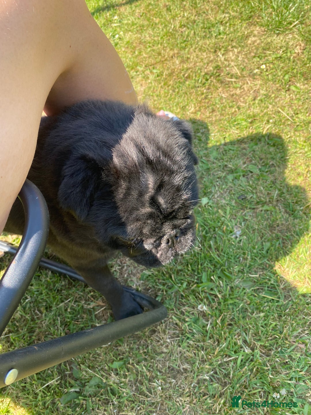 Pug dogs for sale: Male pug 4 years old - Image 3
