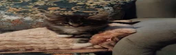 Mixed Breed cats for sale: Three little girls - Advert 2