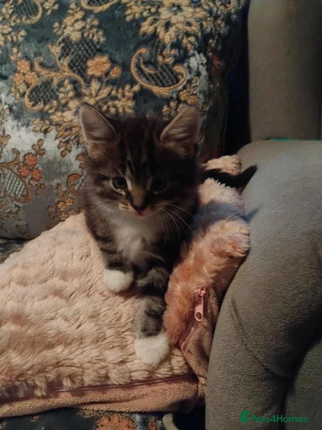 Mixed Breed cats for sale: Three little girls - Advert 2