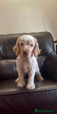 Cocker Spaniel dogs Beautiful cocker boy 💙🐶 - Advert 1