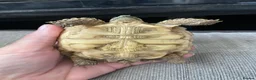 Tortoise reptiles for sale: 1 year old sulcata tortoise for sale  in Abergele - Advert 4