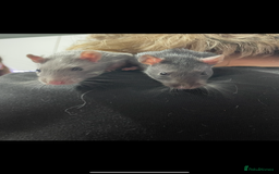Rat rodents for sale: 2 male rats.  - Image 1