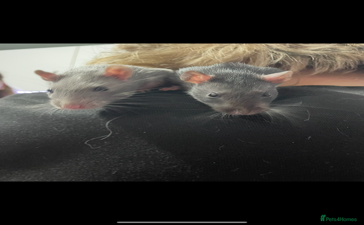 Rat rodents - Advert 1