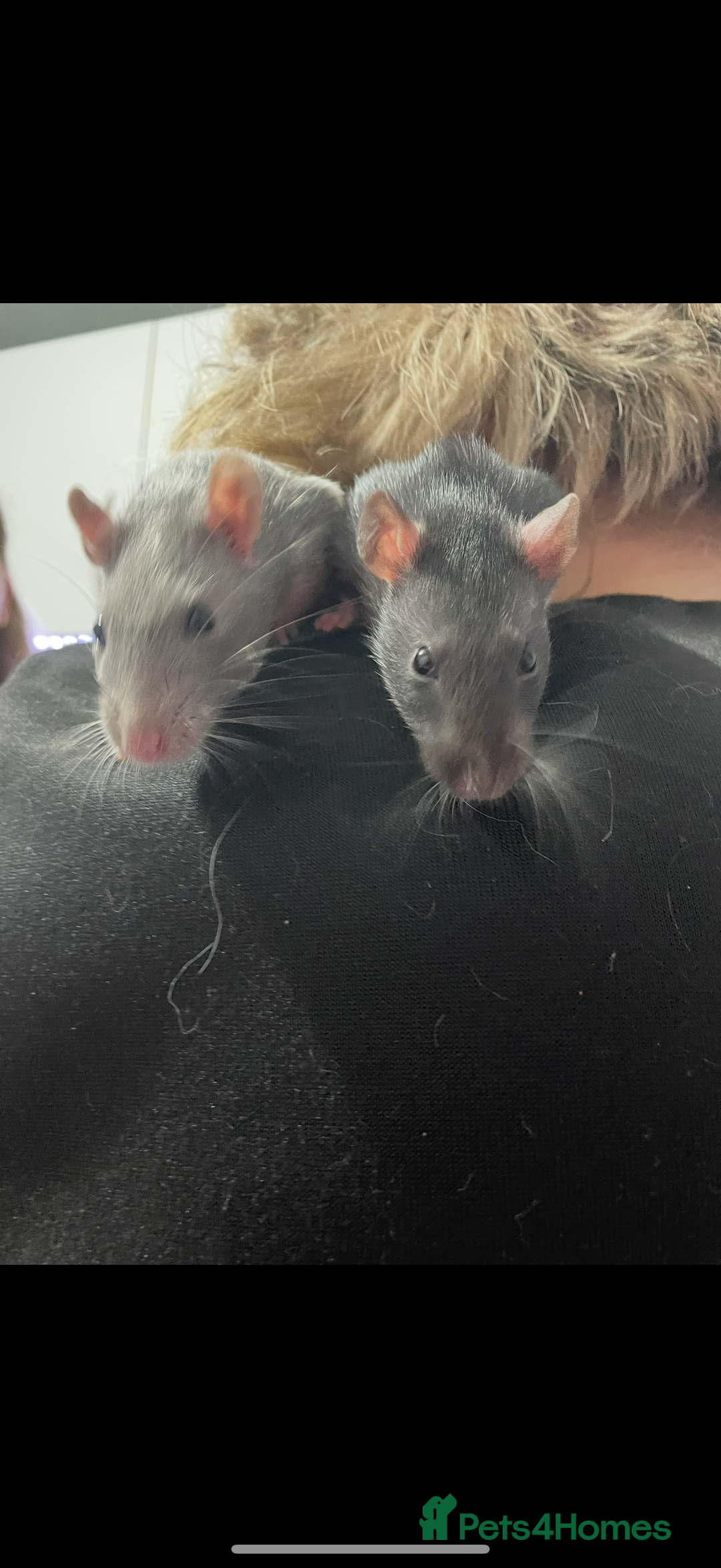 Rat rodents for sale: 2 male rats.  - Image 1