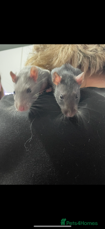 Rat rodents - Advert 3