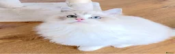 Ragdoll cats for sale: READY NOW *** GCCF REGISTERED RAGDOLL KITTENS - Advert 8
