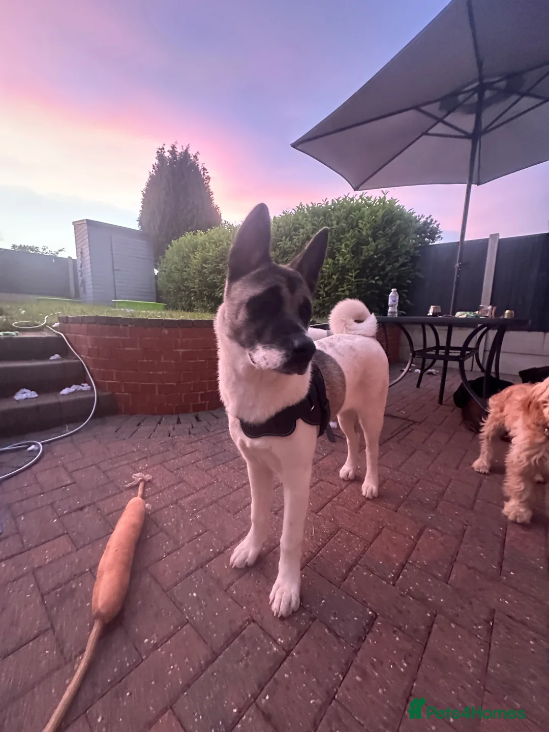 Mixed Breed dogs for sale: american akita inu in Mansfield - Advert 2