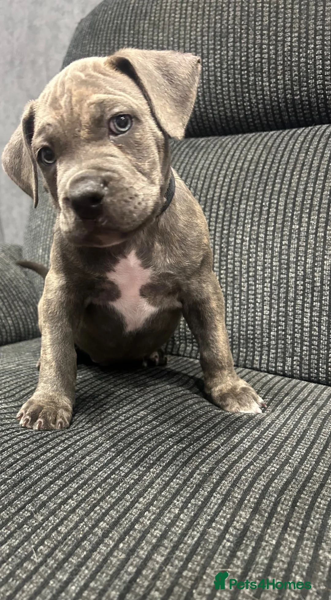 Cane Corso dogs for sale: Pocket bully x Cane Corso - Advert 5