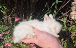 Angora rabbits for sale: Teddydwerg babies 💓💙 - Image 11