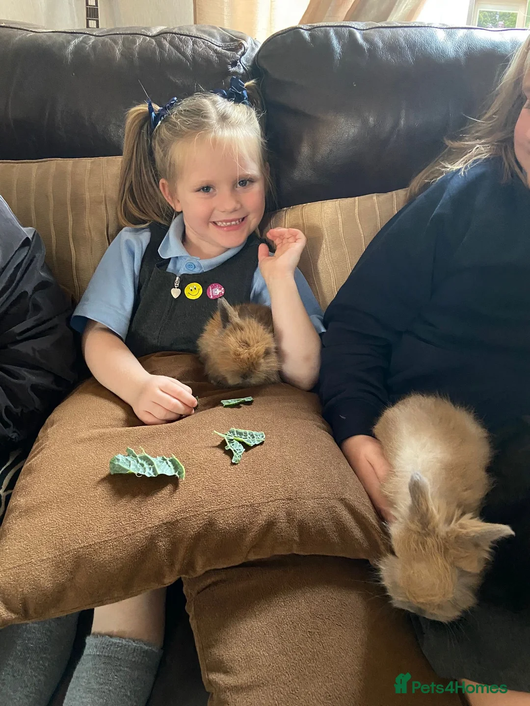 Angora rabbits for sale: 2 Male English Angoras Free To Good Home - Advert 24