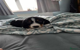 Dachshund dogs for sale: 5 dachshund x cavachon pups for sale  - Image 7