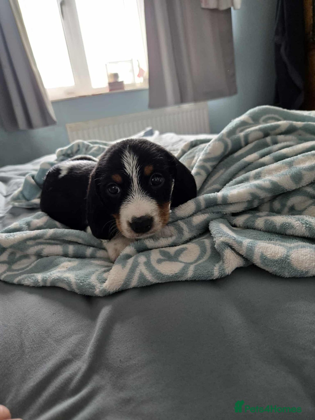 Dachshund dogs for sale: 5 dachshund x cavachon pups for sale  - Image 7