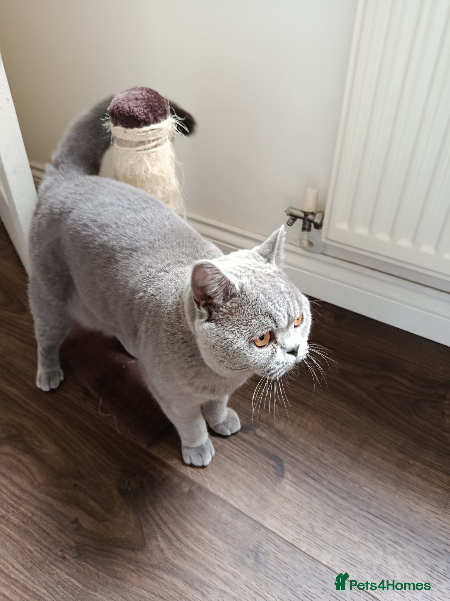 British Shorthair cats for sale: Beautiful 1‑Year‑Old British Shorthair  in Gloucester - Advert 4