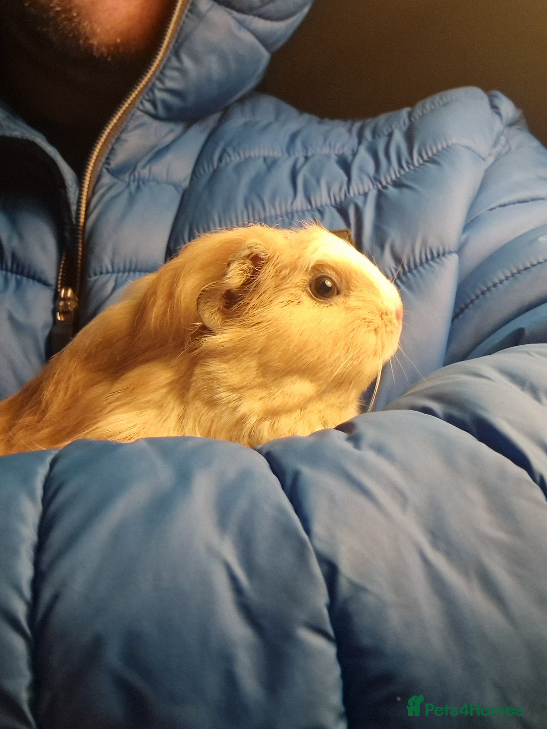 Guinea Pig rodents for sale: guinea pigs available  - Advert 2