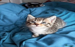 Mixed Breed cats for sale: Beautiful mixed breed blue eyes silver/grey tabby  - Image 5