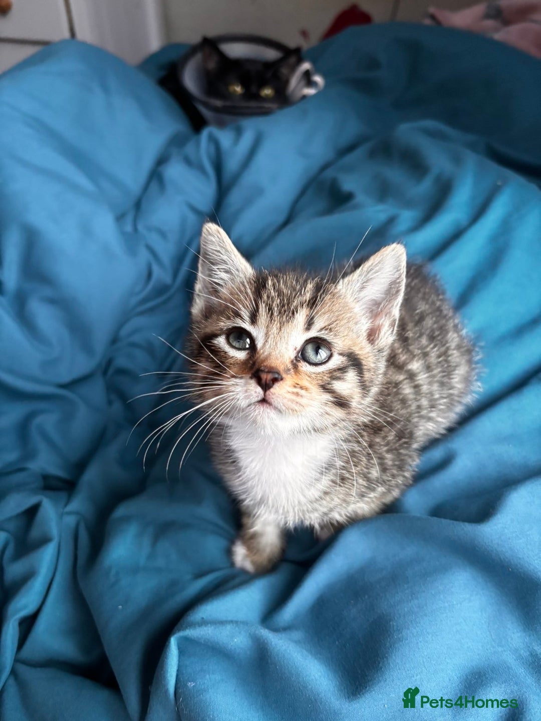 Mixed Breed cats for sale: Beautiful mixed breed blue eyes silver/grey tabby  - Image 5