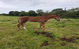 Irish Draught horses for sale: Irish Draught/ISH foals for sale  - Image 3