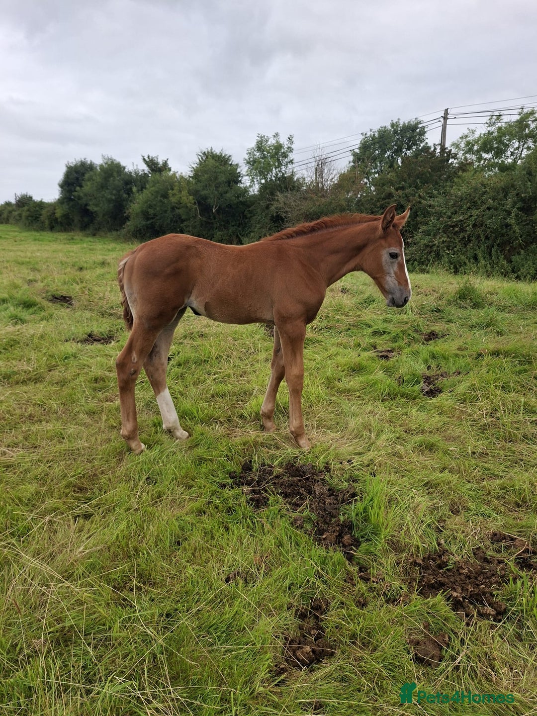 Irish Draught horses for sale: Irish Draught/ISH foals for sale  - Image 3